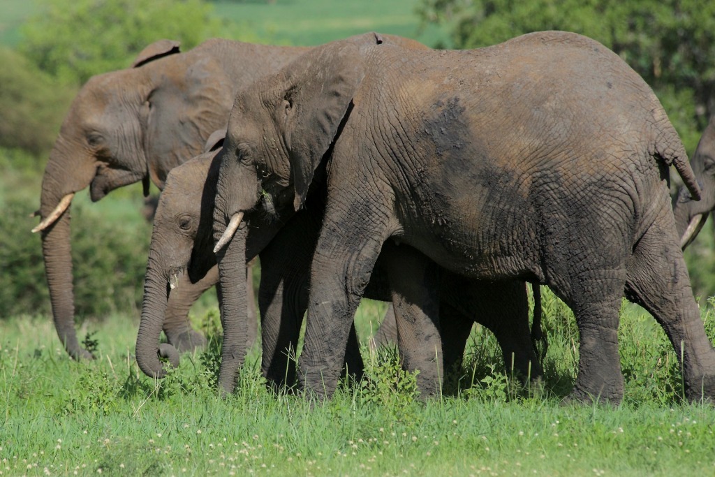 2 Days Akagera National Park