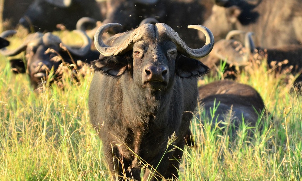13 Days Northern Circuit and Eastern Uganda Tour