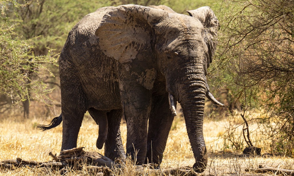 9 Days Solo Uganda Wildlife Adventure