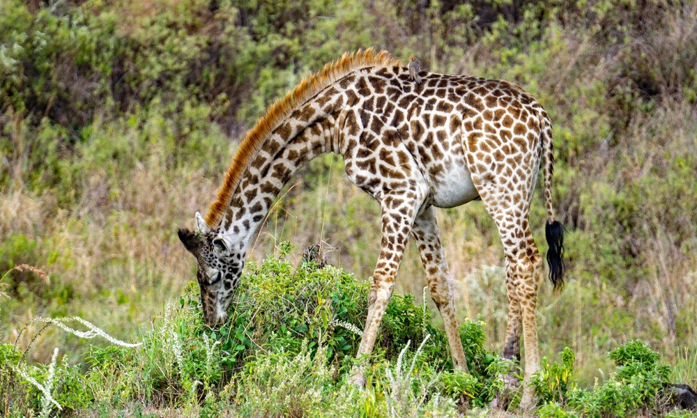 3 Days Murchison Falls National Park Safari