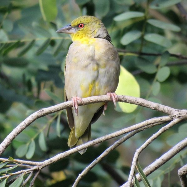 Gishwati Mukura National Park
