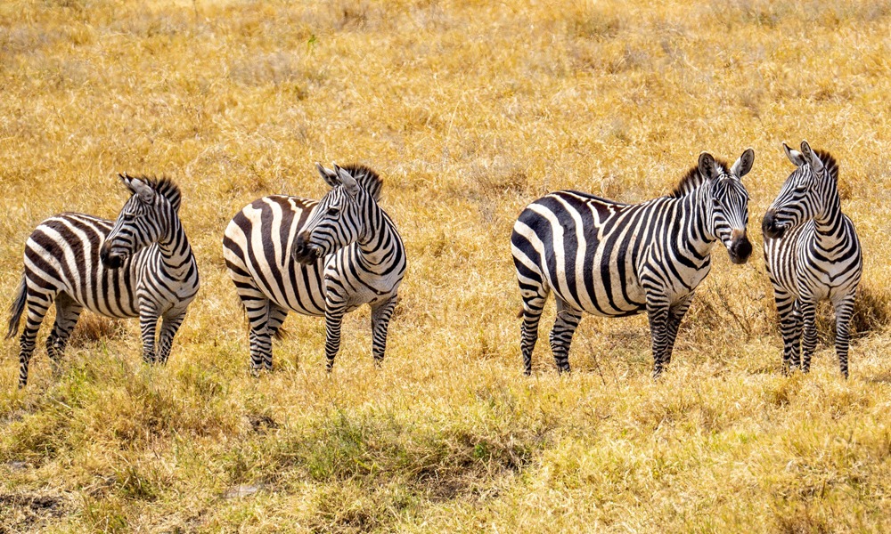 5 Days Tour to Kidepo Valley National Park