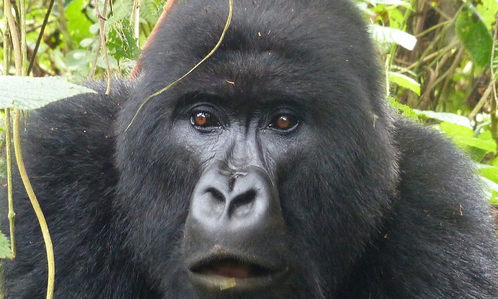 8 Days Uganda Gorilla and Chimpanzee Safari