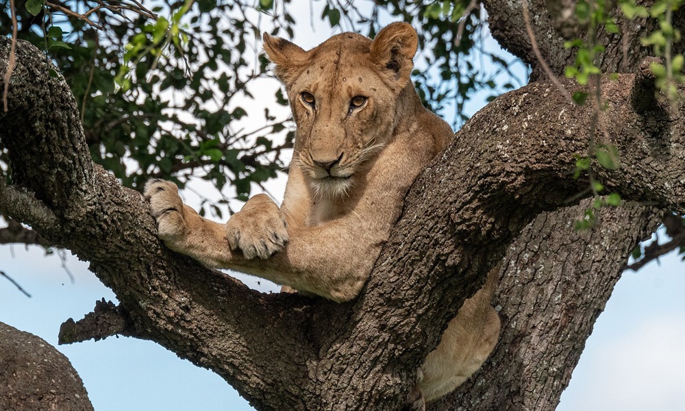 4 Days Uganda Wildlife Safari Tour
