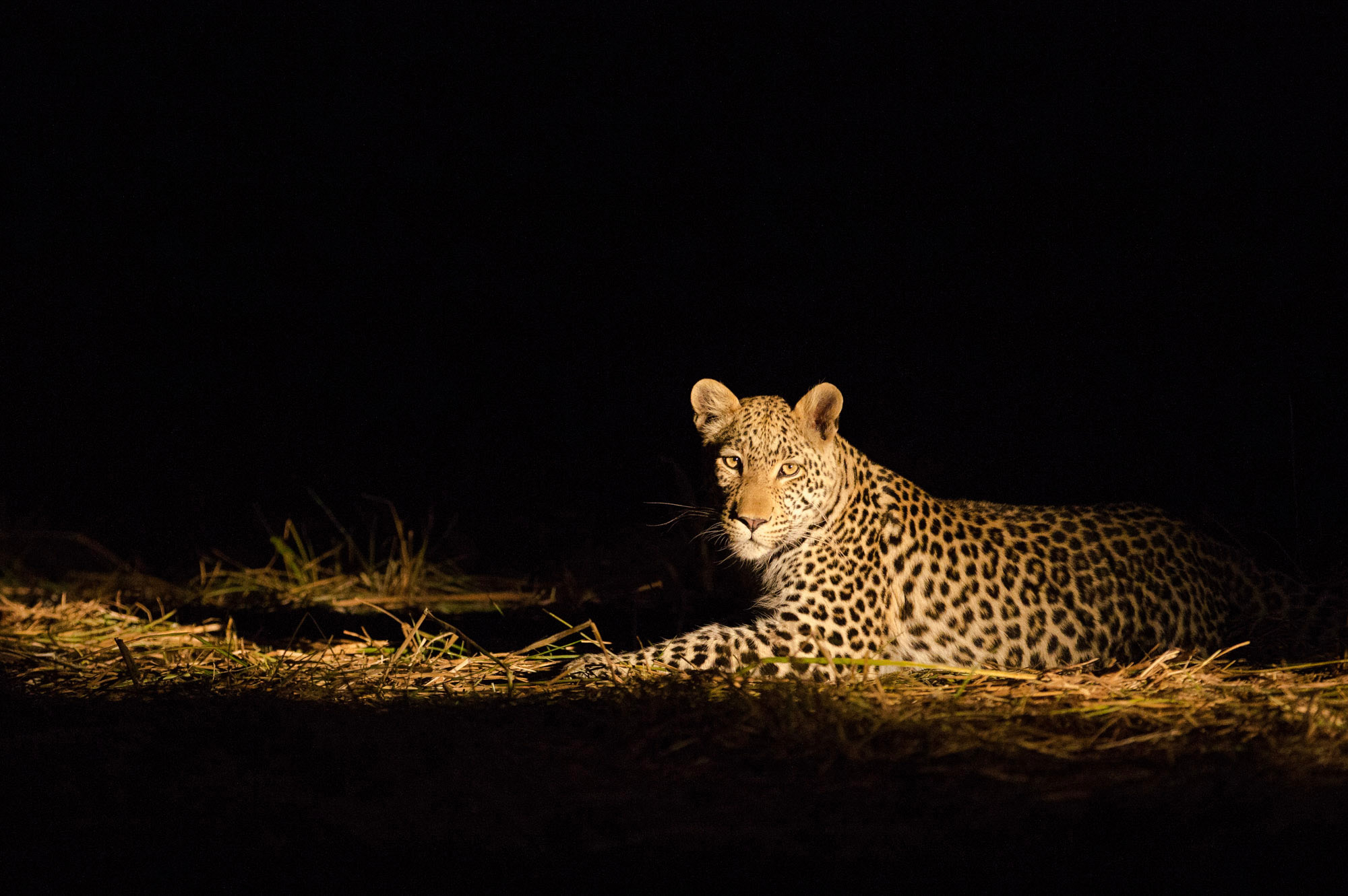 Are Night Game Drives Available in Rwanda