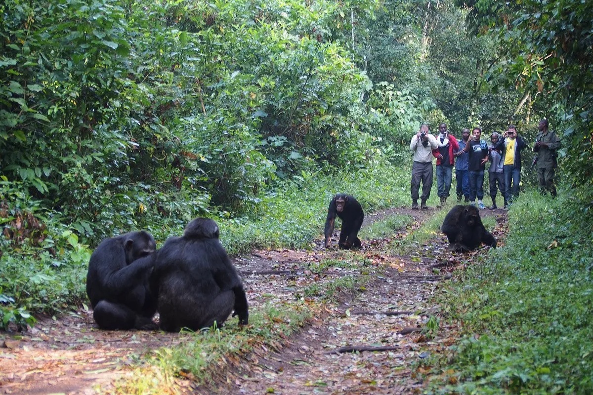 How Close Can Visitors Get to Chimpanzees?