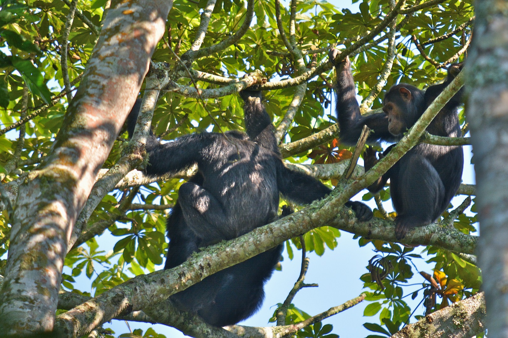Where Can I Go Chimpanzee Tracking in Rwanda?