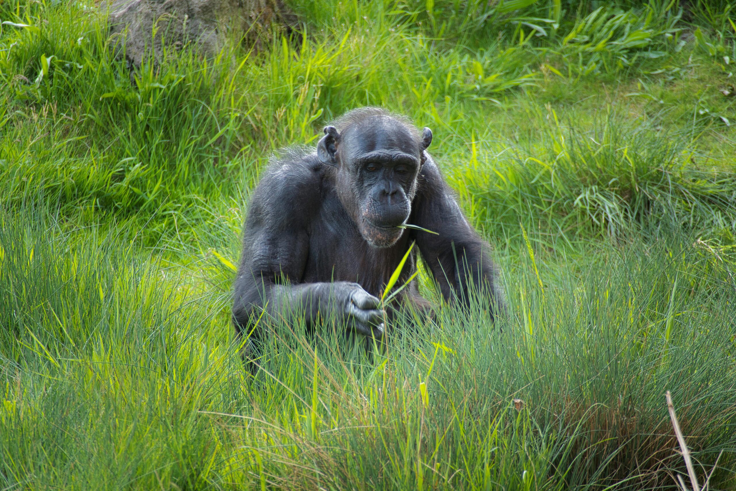 Can Chimpanzee Tracking Be Done Year-Round in Rwanda?