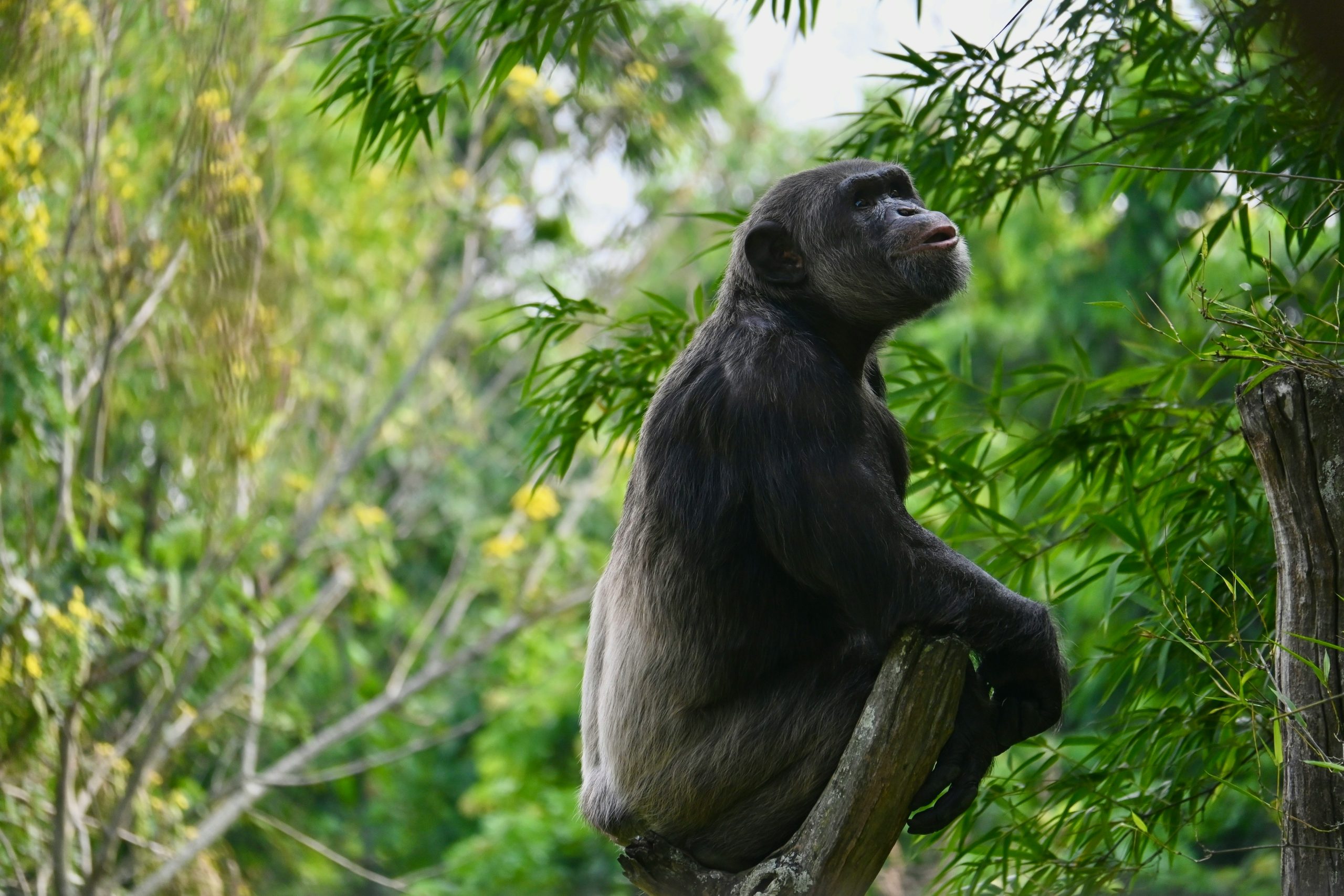 How Physically Demanding Is Chimpanzee Tracking?