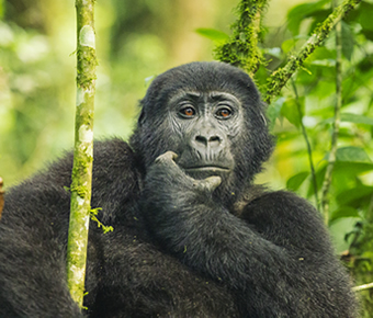 5 days gorilla habituation and wildlife tour