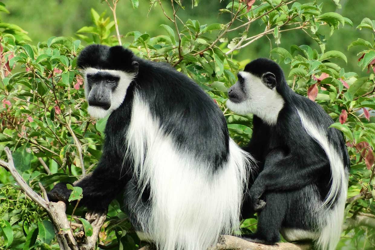 Are There Other Primates to See During Chimpanzee Tracking in Rwanda?