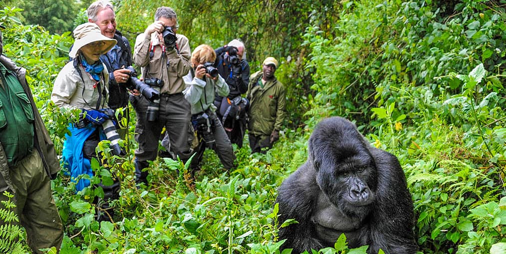 How Many People Are Allowed Per Gorilla Group In Rwanda