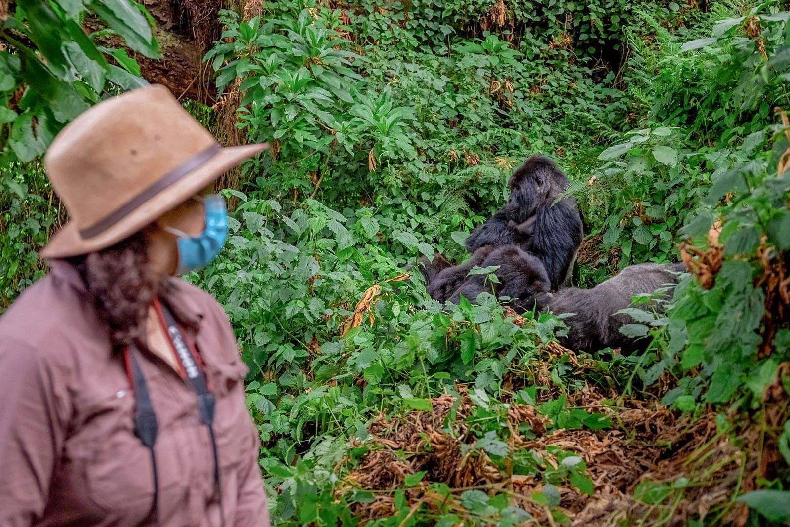 Is Gorilla Trekking In Rwanda Safe