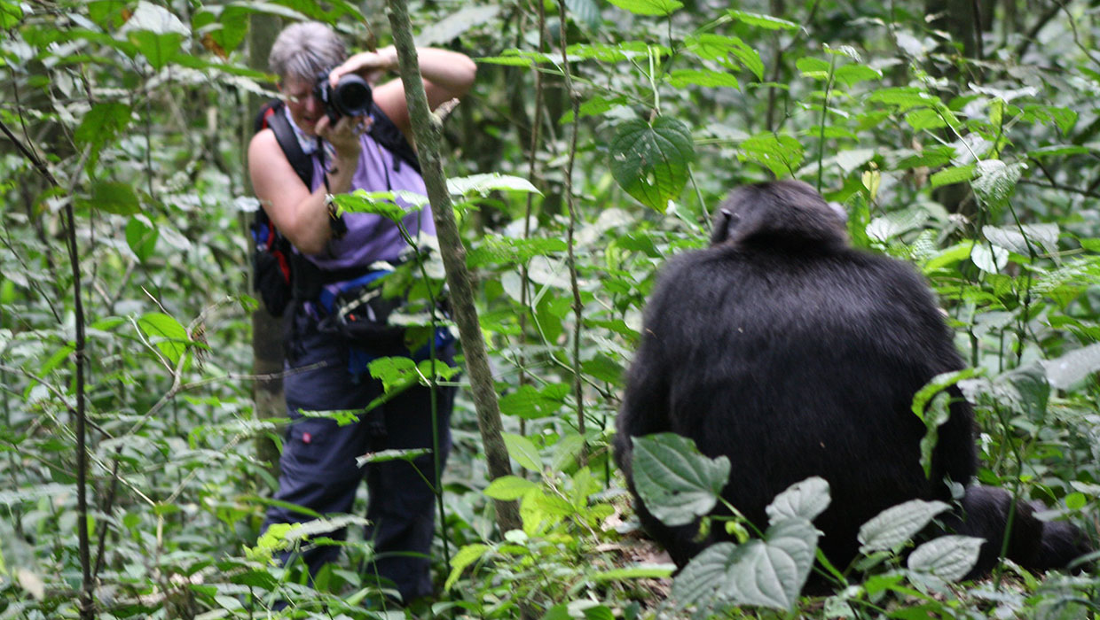 Can I Take Photos During Chimpanzee Tracking?