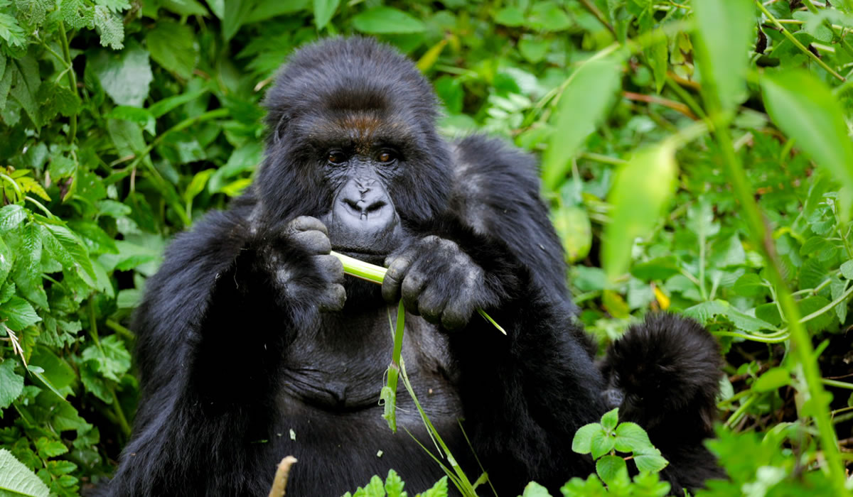 What Is The Best Time For Gorilla Trekking In Rwanda