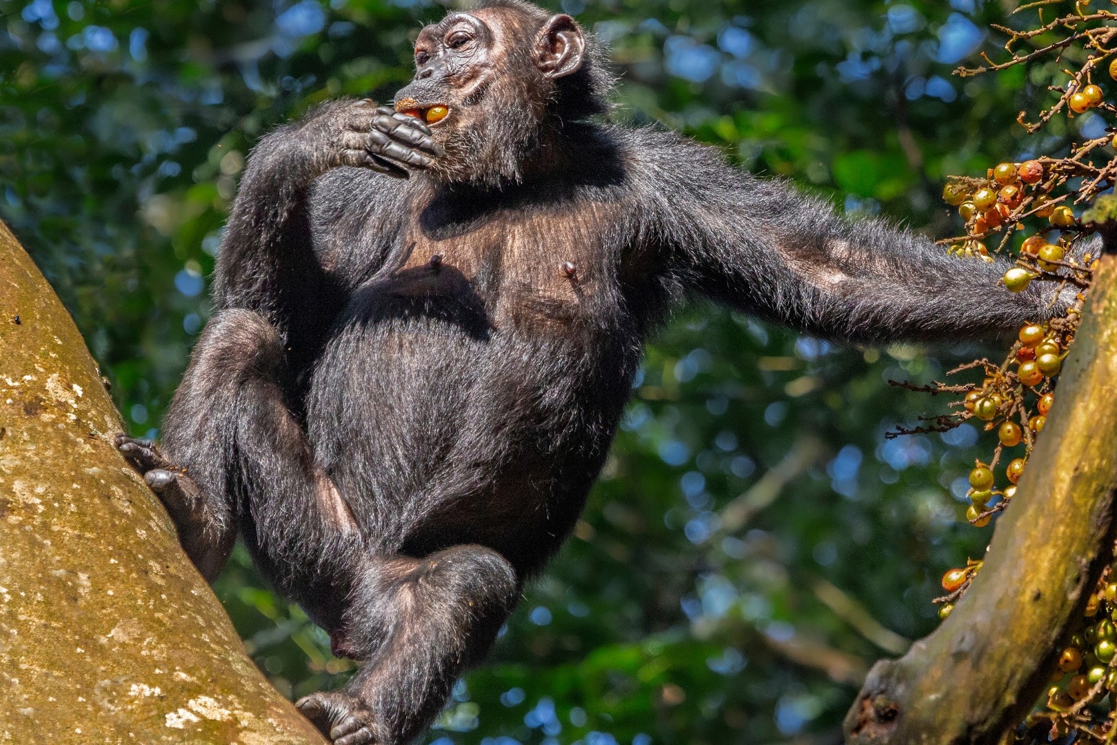 What Should I Pack for Chimpanzee Tracking?